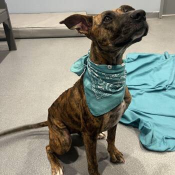Lily -  Mixed Breed Dog for Adoption in Canal Winchester, Ohio - Lily | PetCurious