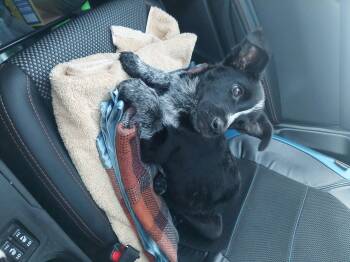 Rescue Border Collie Dogs for Adoption in Edmonton, Alberta - Fifi | PetCurious