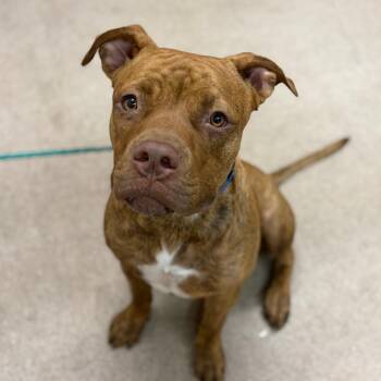Scoobie -  Pit Bull Terrier Dog for Adoption in Ardmore, Oklahoma - Scoobie | PetCurious