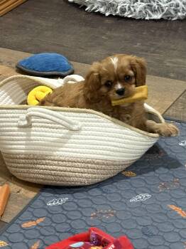 Charlie Brown -  Cavalier King Charles Spaniel Dog for Adoption in Brandon, South Dakota - Charlie Brown | PetCurious