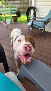 American Staffordshire Terrier and Mixed Breed Dogs Available for Adoption in North Charleston, South Carolina - 05891B Combo | PetCurious