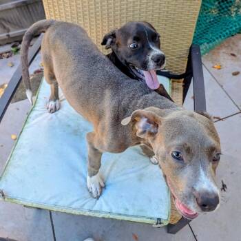 Cookie Pup: Blue -  Terrier and Mixed Breed Dog for Adoption in Falls Church, Virginia - Cookie Pup: Blue | PetCurious