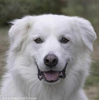 Rescue Great Pyrenees and Golden Retriever Dogs for Adoption in Nashville, Tennessee - Hilly | PetCurious