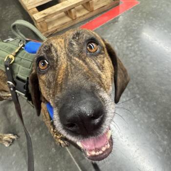 JUNIPER -  Hound and Mixed Breed Dog for Adoption in Indiantown, Florida - JUNIPER | PetCurious