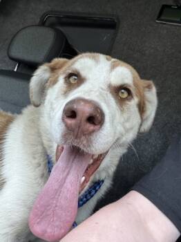 Rescue Siberian Husky and Mixed Breed Dogs for Adoption in South Bend, Indiana - Mufasa | PetCurious