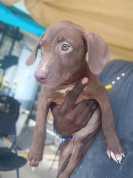 Sansa -  Labrador Retriever Dog for Adoption in Houston, Texas - Sansa | PetCurious