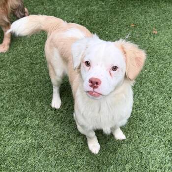 Turtle -  Mixed Breed Dog for Adoption in Naperville, Illinois - Turtle | PetCurious
