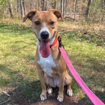 Foxhound and Labrador Retriever Dogs Available for Adoption in Lambertville, New Jersey - Willow  | PetCurious