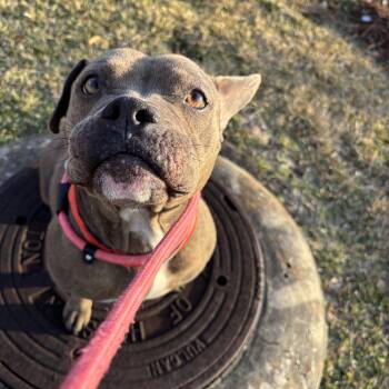 Boxer Dogs Available for Adoption in Pearland, Texas - Jackie | PetCurious