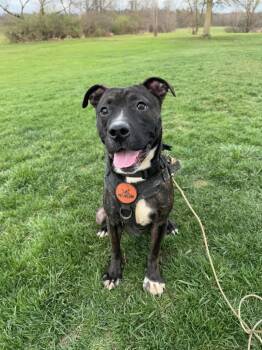 Guiness -  Mixed Breed Dog for Adoption in Cortland, Ohio - Guiness | PetCurious