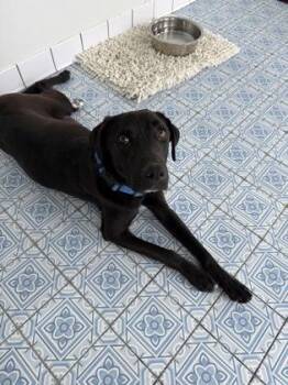 Labrador Retriever and Mixed Breed Dogs Available for Adoption in Fort Worth, Texas - Sapphire | PetCurious