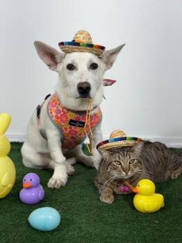 Corgi and Labrador Retriever Dogs Available for Adoption - Fido | PetCurious