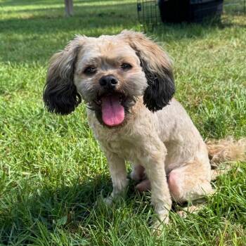 Teddy Graham -  Shih Tzu Dog for Adoption in Houston, Texas - Teddy Graham | PetCurious
