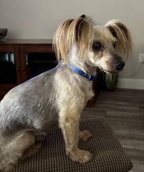 Yorkshire Terrier Dogs Available for Adoption in Mesquite, Nevada - Buckwheat | PetCurious