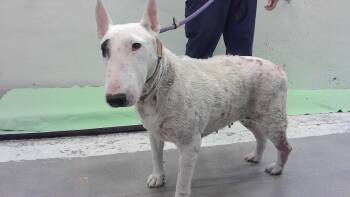 A2083075 -  Bull Terrier and Mixed Breed Dog for Adoption in Houston, Texas - A2083075 | PetCurious
