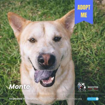 Rescue Chow Chow and Labrador Retriever Dogs for Adoption in Houston, Texas - Monte Hall | PetCurious