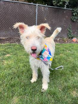 Pippa -  Schnauzer Dog for Adoption in Millcreek, Utah - Pippa | PetCurious
