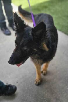 German Shepherd Dog Dogs Available for Adoption - Gunther | PetCurious