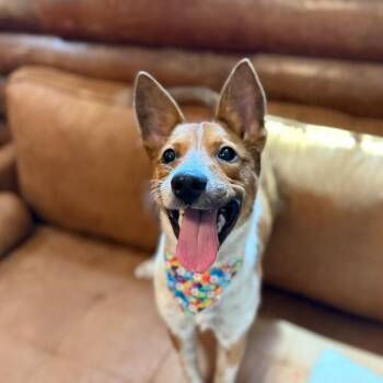 Sahara Sweetie Pie -  Australian Cattle Dog Blue Heeler and Chihuahua Dog for Adoption in Friendswood, Texas - Sahara Sweetie Pie | PetCurious