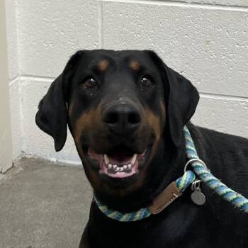 Doberman Pinscher Dogs Available for Adoption - Maggie | PetCurious