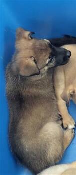 SEREN -  Mixed Breed Dog for Adoption in Dallas, Texas - SEREN | PetCurious
