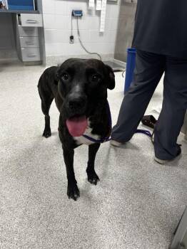 Plott Hound and Catahoula Leopard Dog Dogs Available for Adoption in Tallahassee, Florida - BALOO | PetCurious