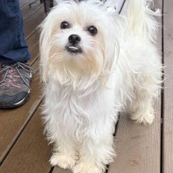 Maltese Dogs Available for Adoption in Houston, Texas - Eva-Her Turn To Be The Baby | PetCurious
