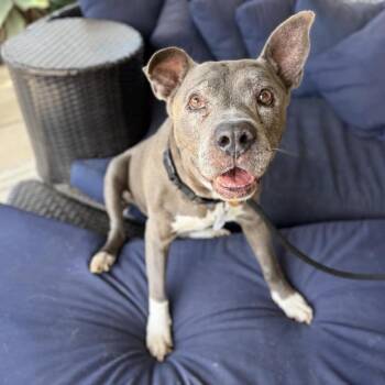 Pit Bull Terrier Dogs Available for Adoption in Ramona, California - Tucker Toucan | PetCurious