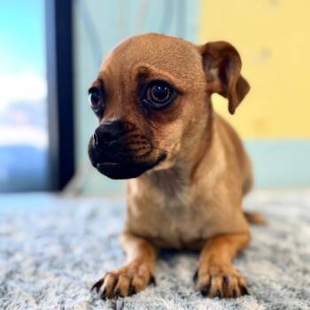 Prayer -  Pug Dog for Adoption in Chico, California - Prayer | PetCurious
