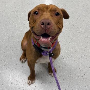 Furbo -  Pit Bull Terrier Dog for Adoption in Indianapolis, Indiana - Furbo | PetCurious