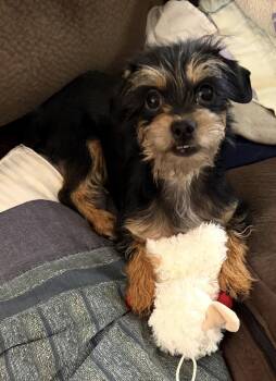 Yorkshire Terrier and Miniature Schnauzer Dogs Available for Adoption in Temple, Texas - Sweet Pea | PetCurious