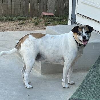 Rescue Rat Terrier and Mixed Breed Dogs for Adoption in Wichita, Kansas - Oskar | PetCurious