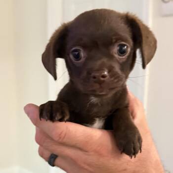 Missie -  Mixed Breed and Chihuahua Dog for Adoption in Venice, Florida - Missie | PetCurious