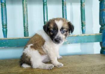 Sand Toys -  Fox Terrier and Anatolian Shepherd Dog for Adoption in San Antonio, Texas - Sand Toys | PetCurious