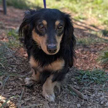Mateo 10-0704 -  Dachshund Dog for Adoption in Tyrone, Georgia - Mateo 10-0704 | PetCurious