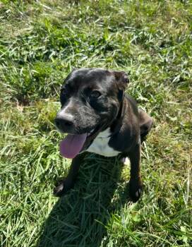 Rescue German Shepherd Dog and Terrier Dogs for Adoption in West Union, Ohio - Minnie | PetCurious