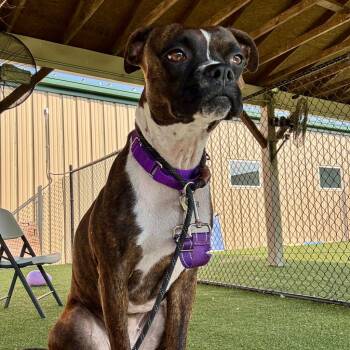 Red -  Boxer and Boston Terrier Dog for Adoption in Columbia, Illinois - Red | PetCurious