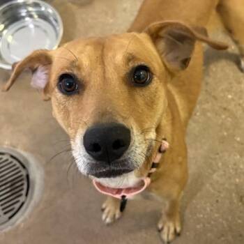Peanut -  Mixed Breed Dog for Adoption in Middletown, Rhode Island - Peanut | PetCurious