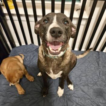 Rescue Terrier and Mixed Breed Dogs for Adoption in New Orleans, Louisiana - Sweet Potato | PetCurious