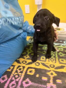 Lachlan -  Mixed Breed Dog for Adoption in Raleigh, North Carolina - Lachlan | PetCurious