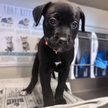 CASCADE -  American Staffordshire Terrier Dog for Adoption in San Antonio, Texas - CASCADE | PetCurious