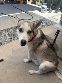 Holly -  Husky Dog for Adoption in Coarsegold, California - Holly | PetCurious