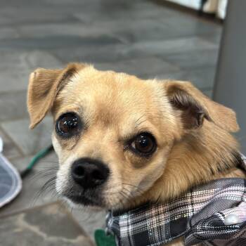 Rescue Chihuahua Dogs for Adoption in Gloucester Point, Virginia - Brandee (D1987) | PetCurious