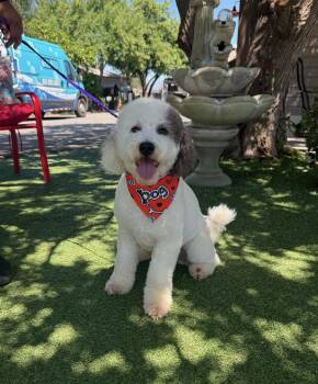 Poodle Dogs Available for Adoption in Temecula, California - Parker | PetCurious