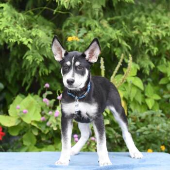 Scrappy -  Shepherd Dog for Adoption in Wake Forest, North Carolina - Scrappy | PetCurious