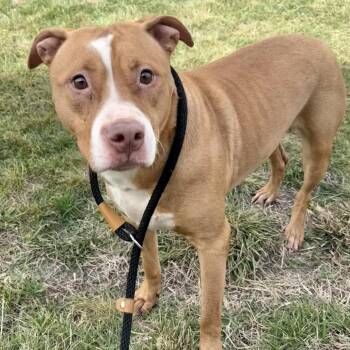 Pit Bull Terrier Dogs Available for Adoption in Saint Joseph, Missouri - Hearts P4P | PetCurious