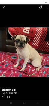 Winston -  Pug Dog for Adoption in Severance, Colorado - Winston | PetCurious