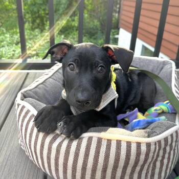 Chuck -  Mixed Breed Dog for Adoption in Shakopee, Minnesota - Chuck | PetCurious