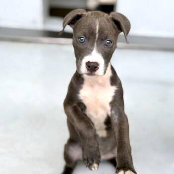 Mittens 26-05-061 -  American Staffordshire Terrier Dog for Adoption in Bastrop, Texas - Mittens 26-05-061 | PetCurious
