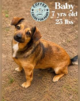 Baby -  Corgi Dog for Adoption in Douglas, Georgia - Baby | PetCurious